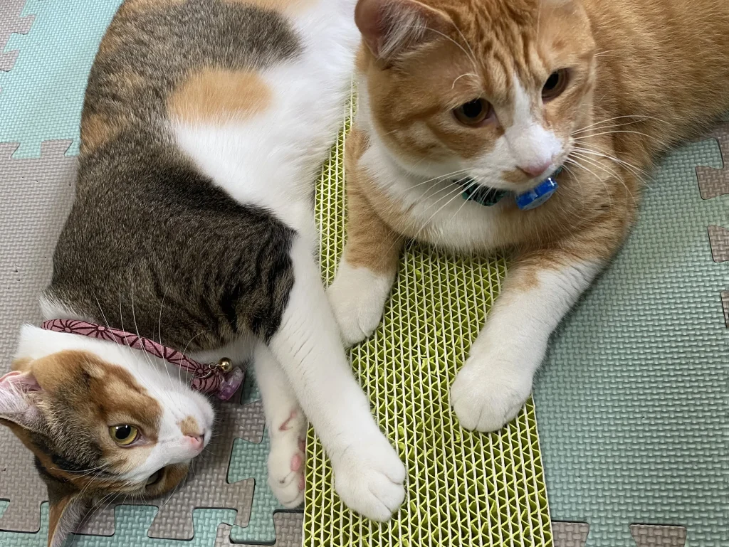 ネコトギを使用する猫