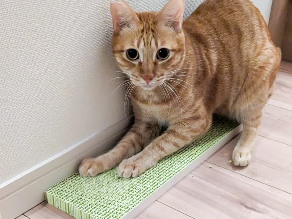 ネコトギを使用する猫