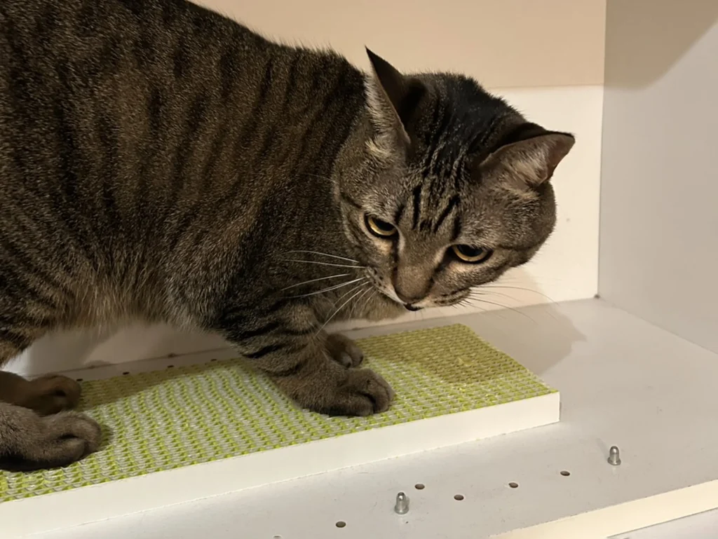 ネコトギを使用する猫