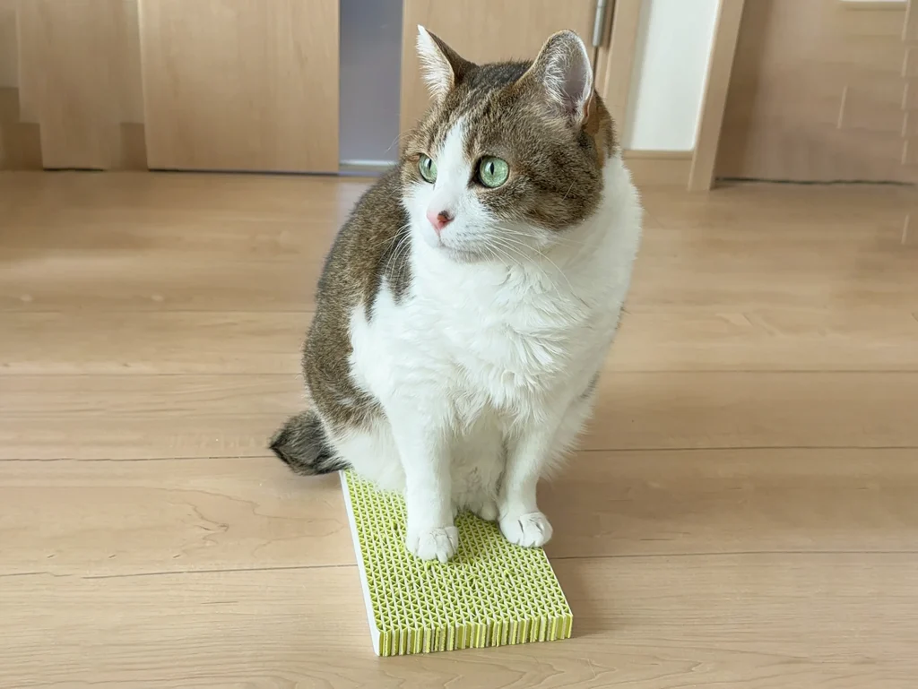 ネコトギを使用する猫