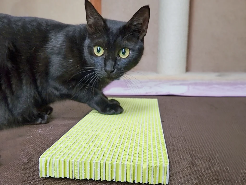 ネコトギを使用する猫