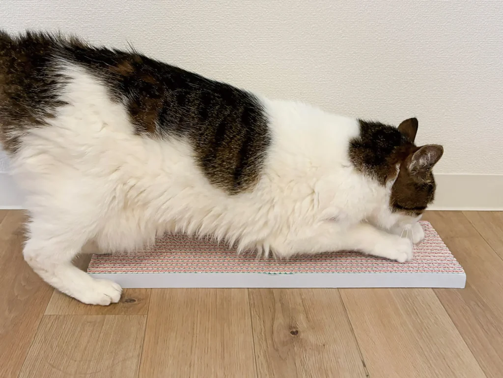 ネコトギを使用する猫