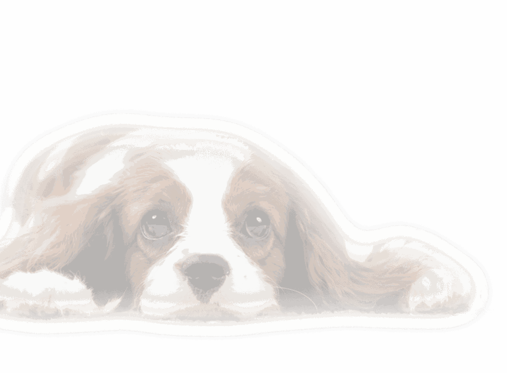 うつ伏せになって上を見上げている子犬