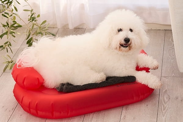 赤いクッションに座る白い犬