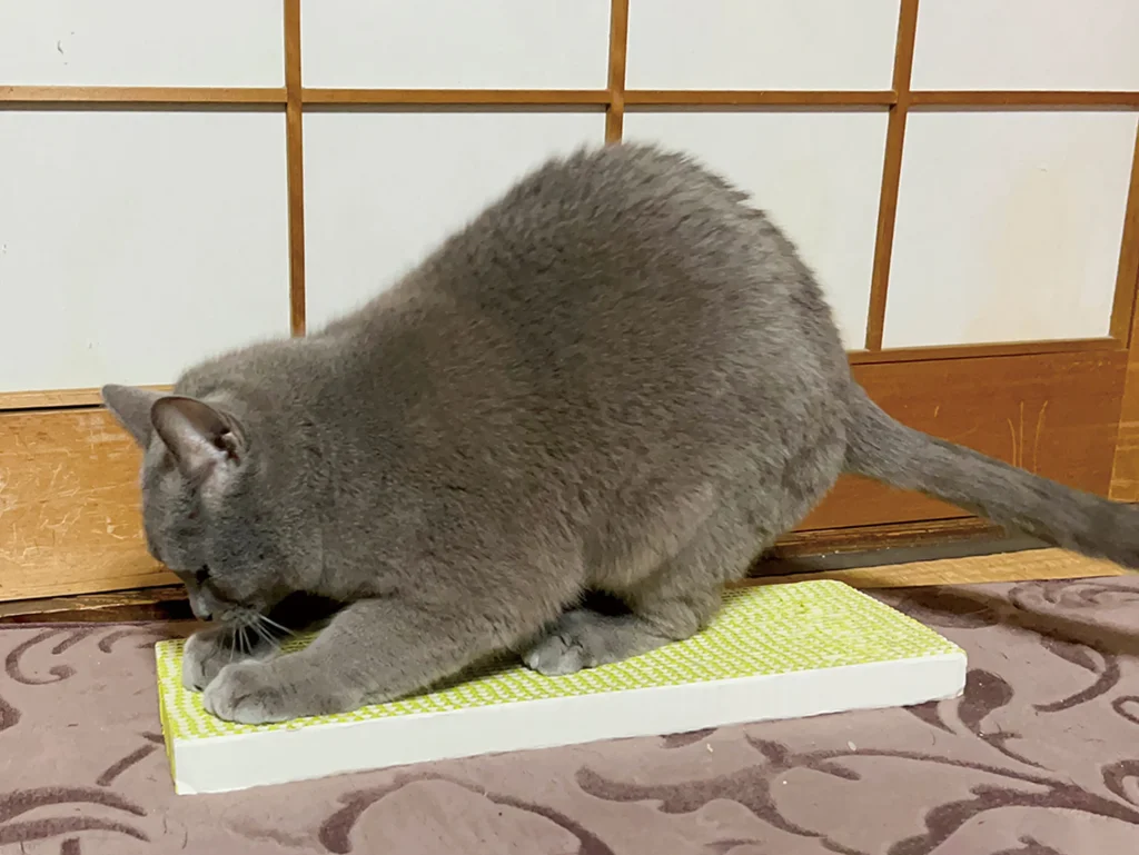 ネコトギを使用する猫