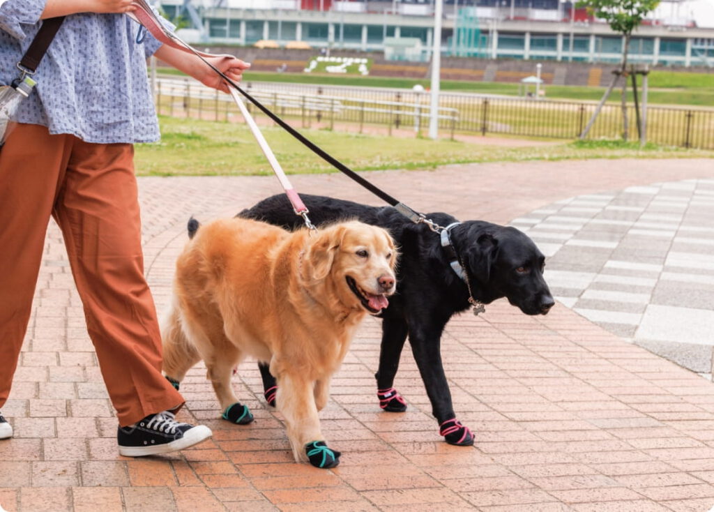 散歩中の大型犬と中型犬が靴を履いて歩いている様子