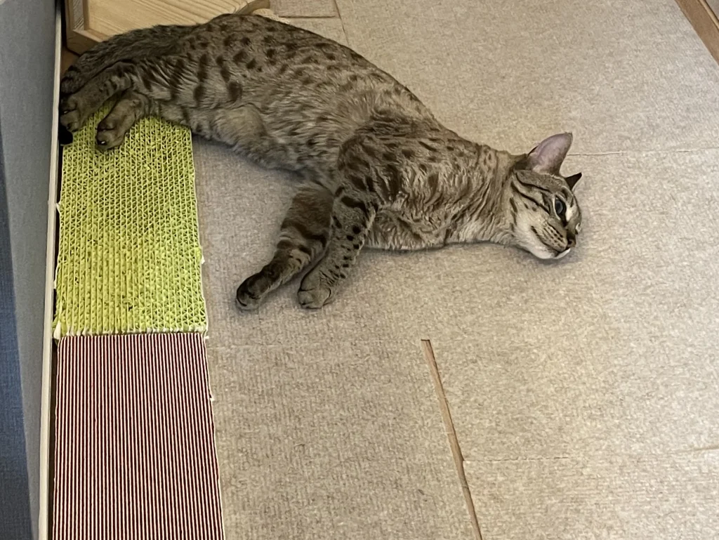 ネコトギを使用する猫