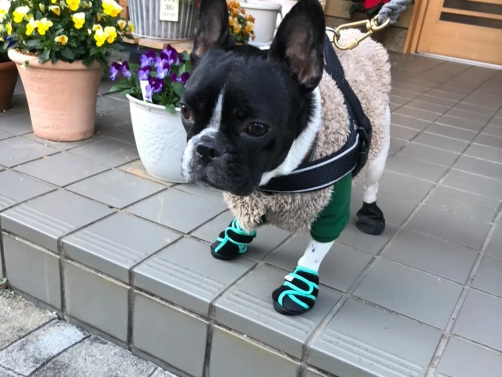 「いぬたび」を履いてお散歩に出かけるフレンチブルドッグ