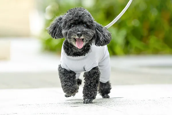 服を着て楽しそうに散歩する犬