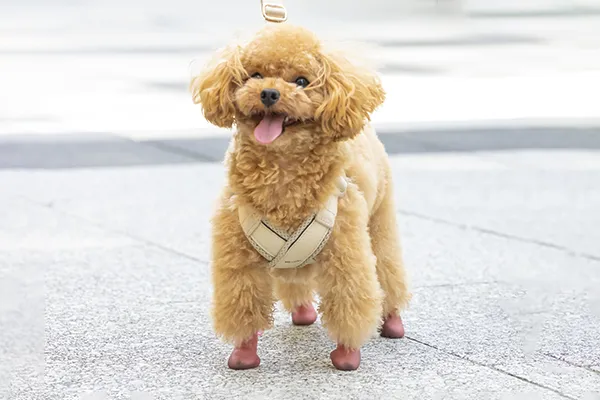 足を保護する靴を履いた小型犬が歩く様子