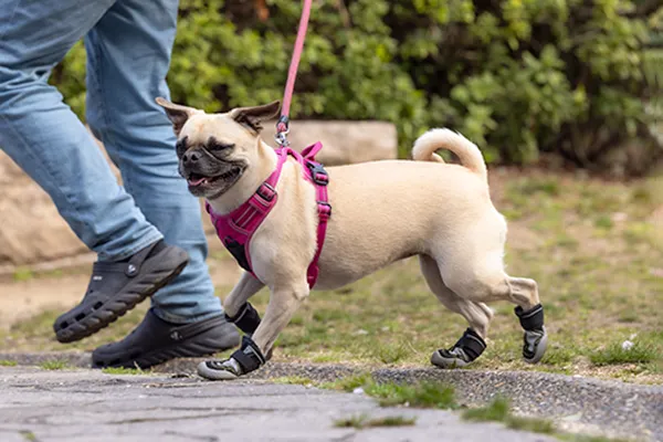 靴を履いた犬がジャンプする様子