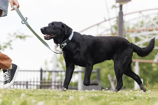 飼い主と楽しそうに散歩する靴を履いた犬