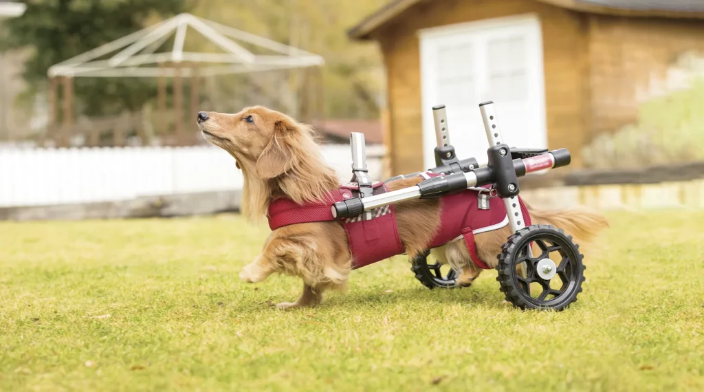 ドギーサポーターを着用して生き生きと歩くミニチュア・ダックスフンド