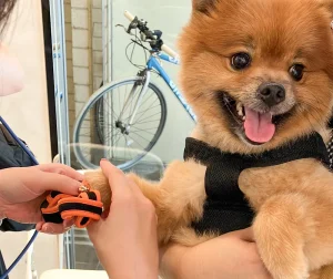 靴の試着をする犬