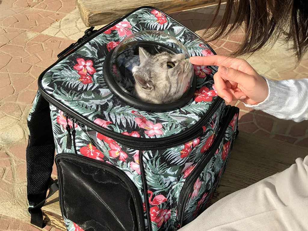 キャリーバッグに入る猫