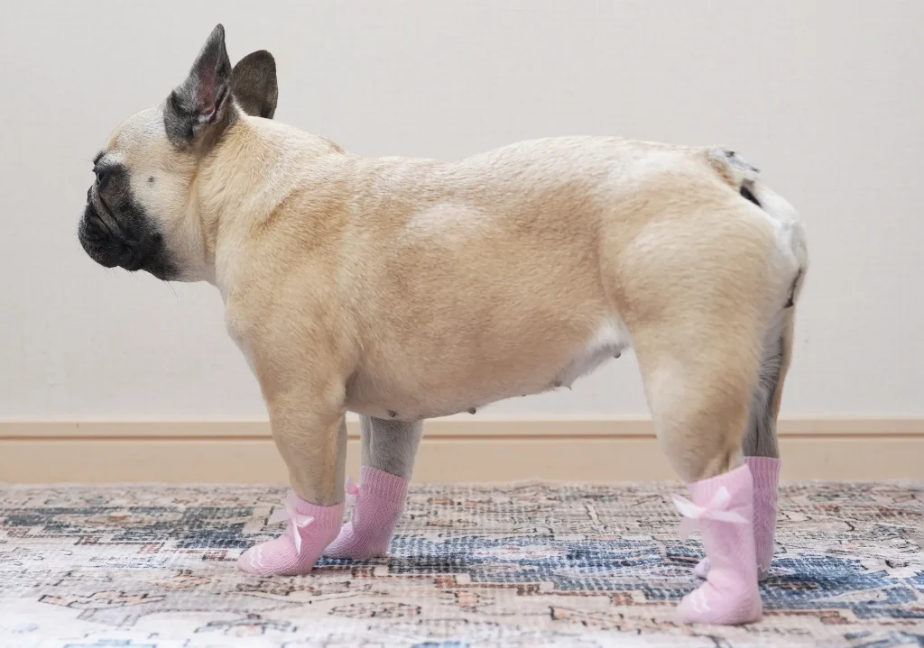 オンライン限定カラーの靴下を履いた犬