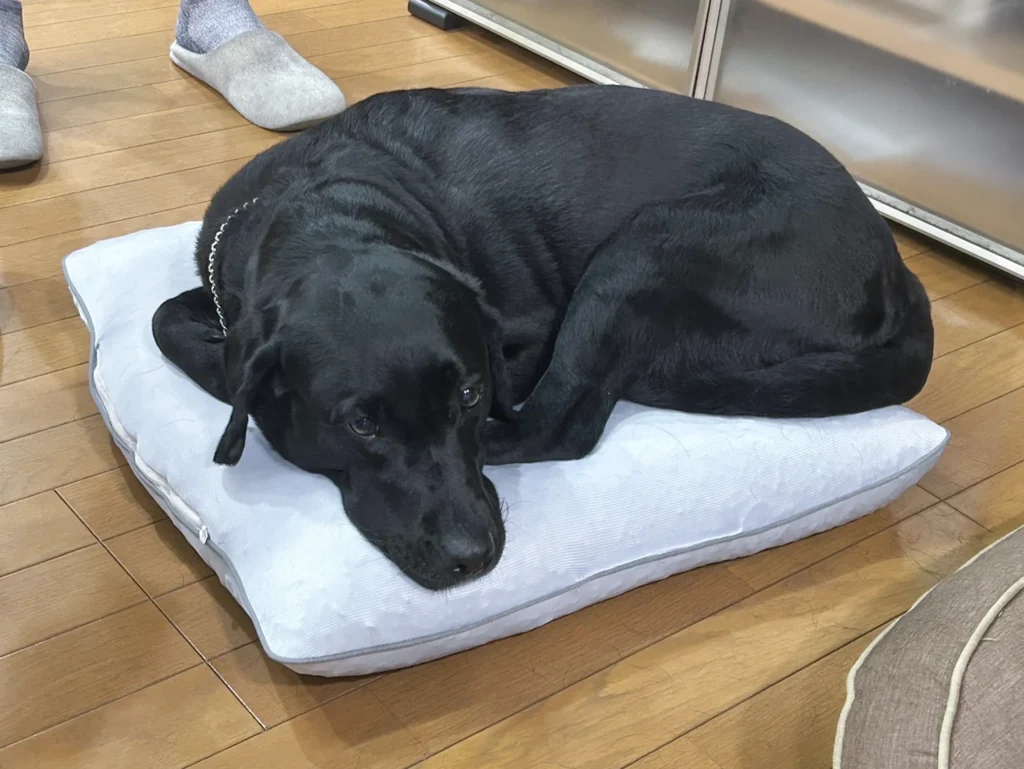 リバーシブルベッドで休むラブラドールレトリバー