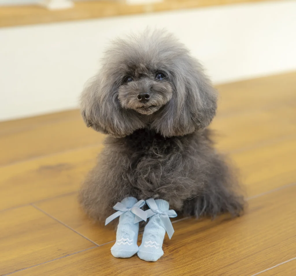 おしゃれな靴下を履いた犬