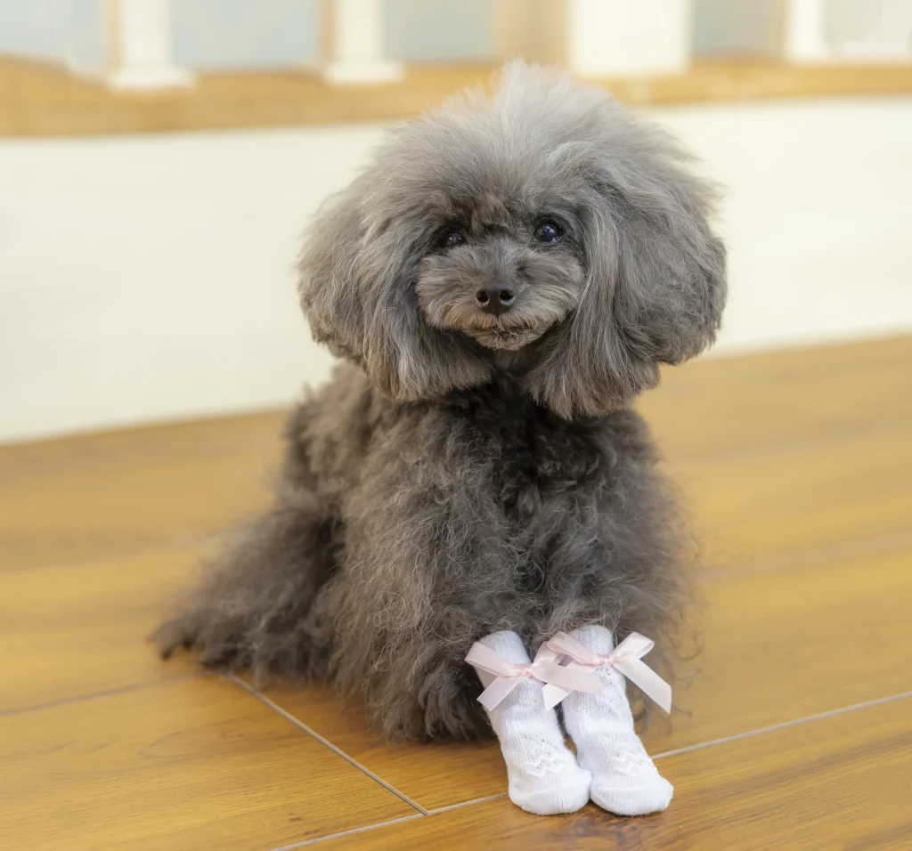 おしゃれな靴下を履いた犬