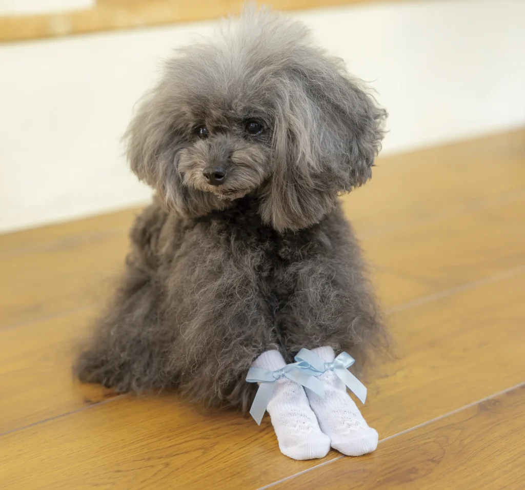 おしゃれな靴下を履いた犬