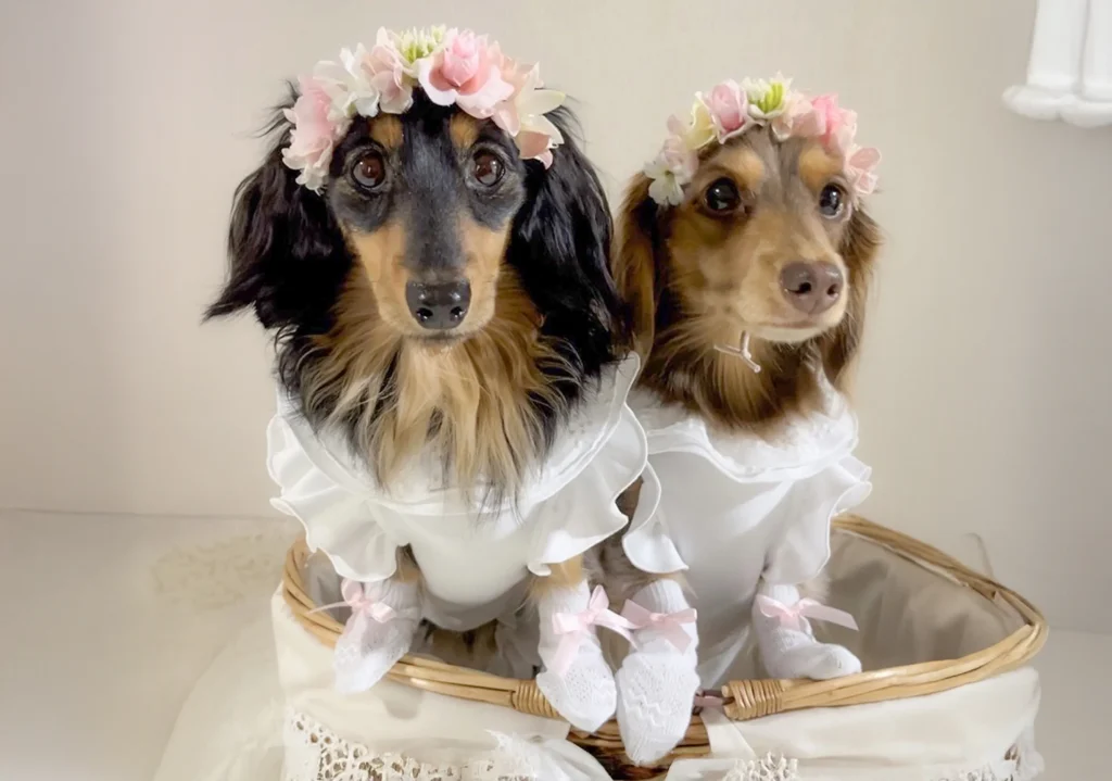 結婚式で靴下を履く犬