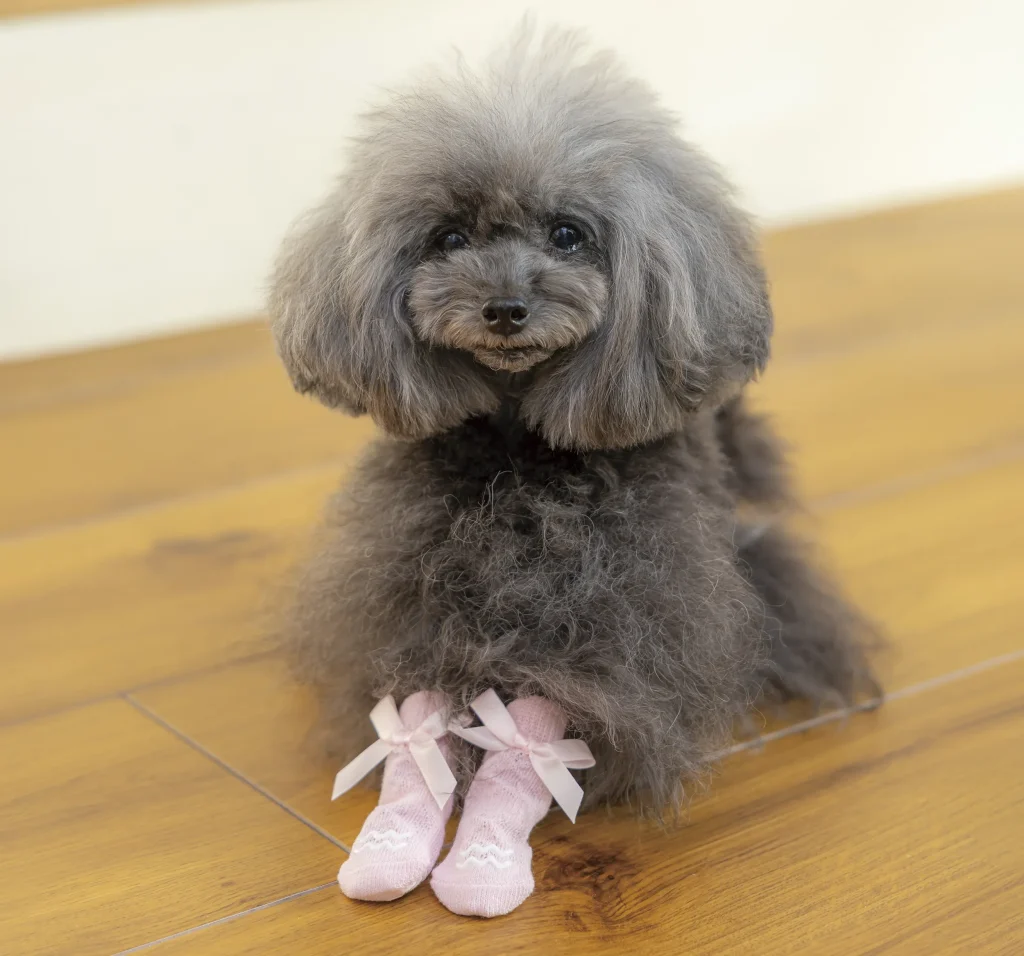 おしゃれな靴下を履いた犬