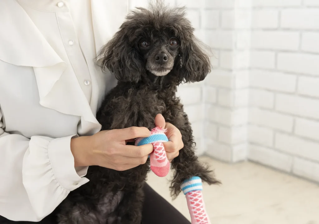 靴下を履かせられる犬