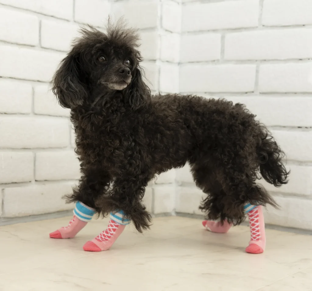 靴下を履いた犬