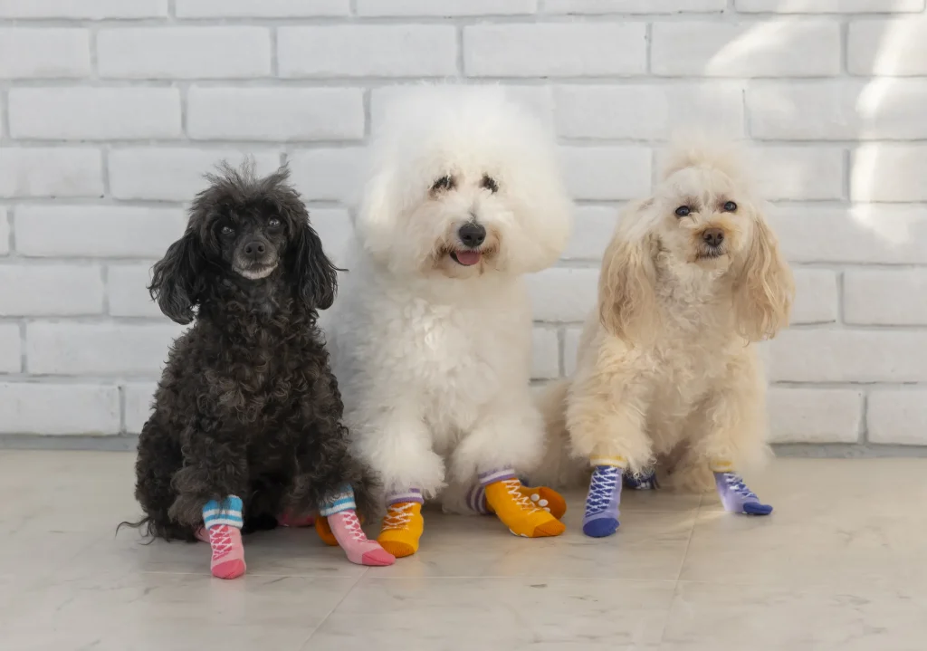 靴下を履いた3頭の犬