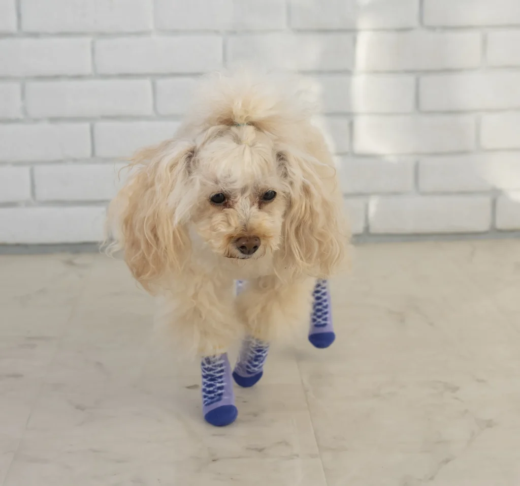 靴下を履いた犬