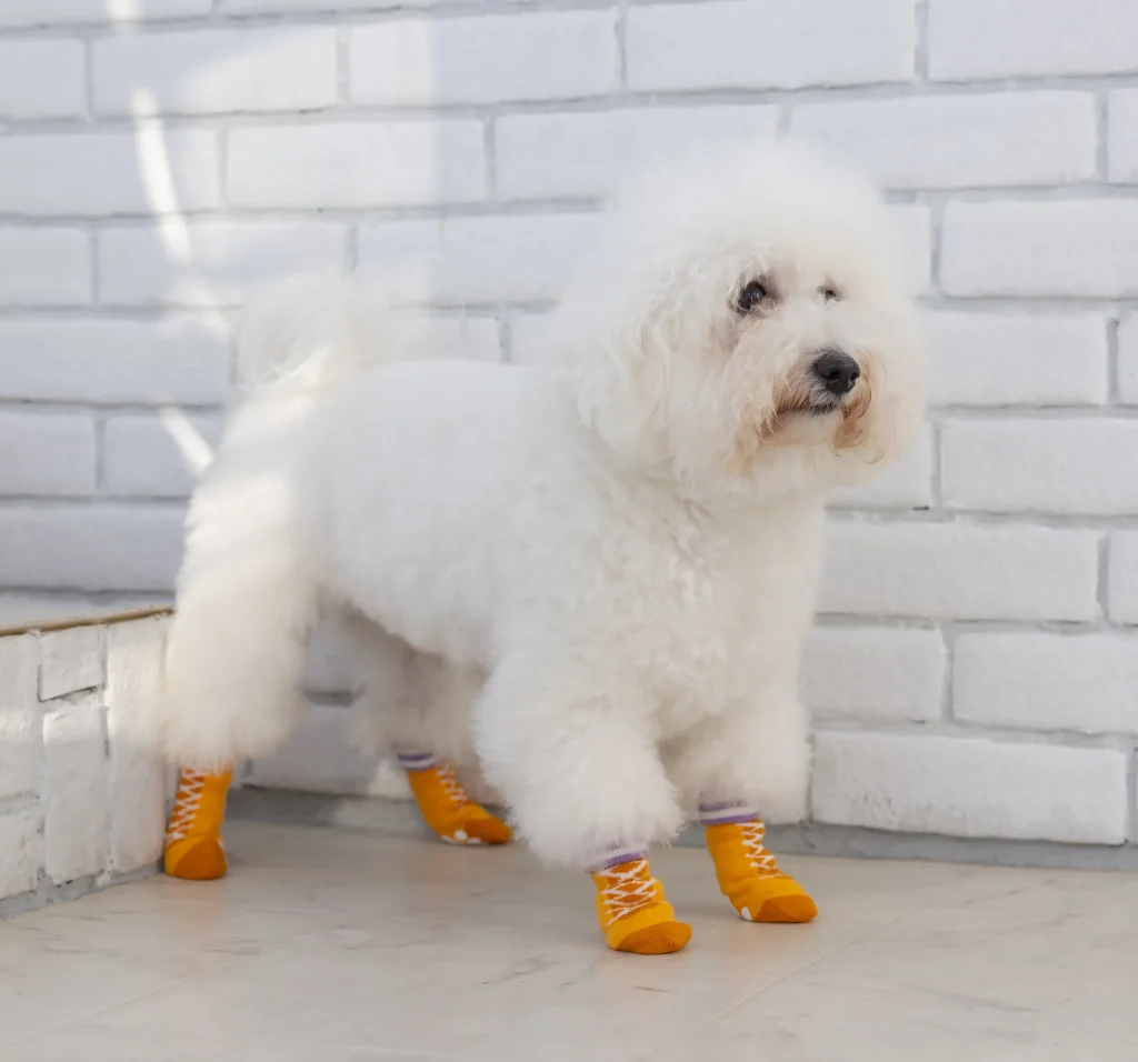 靴下を履いた犬