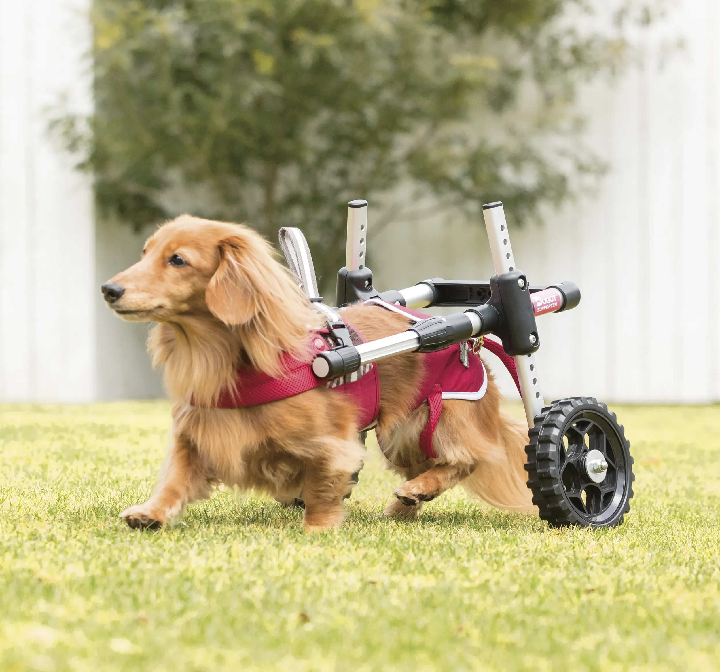ドギーサポーターを着用するダックスフンド