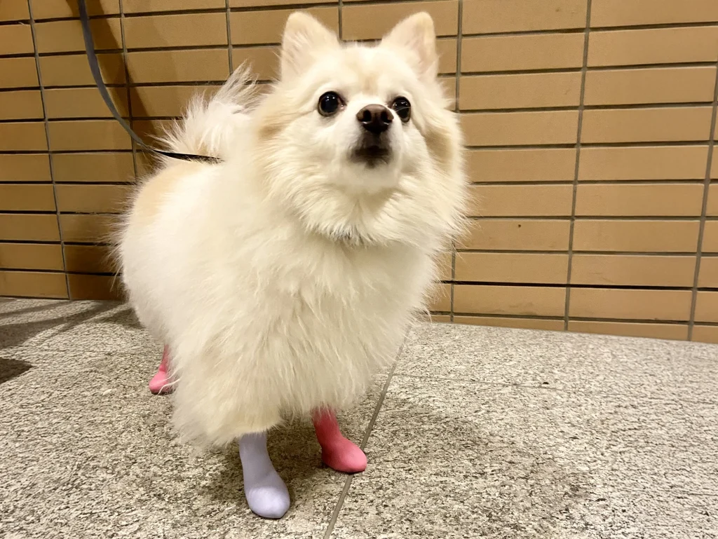 パウテクトを履くチワワ×スピッツ(ミックス犬)