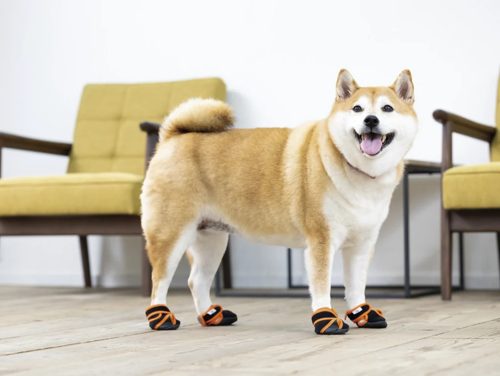 「いぬたび」を履いた柴犬