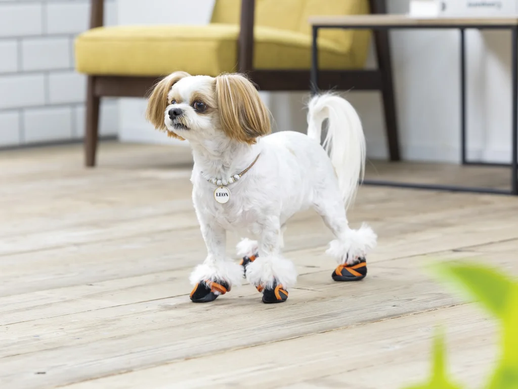 「いぬたび」を履くシーズー×チワワのMix犬