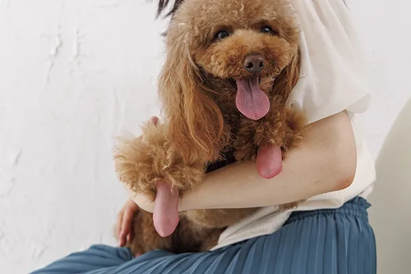 パウテクトを履いた犬を抱きかかえる女性