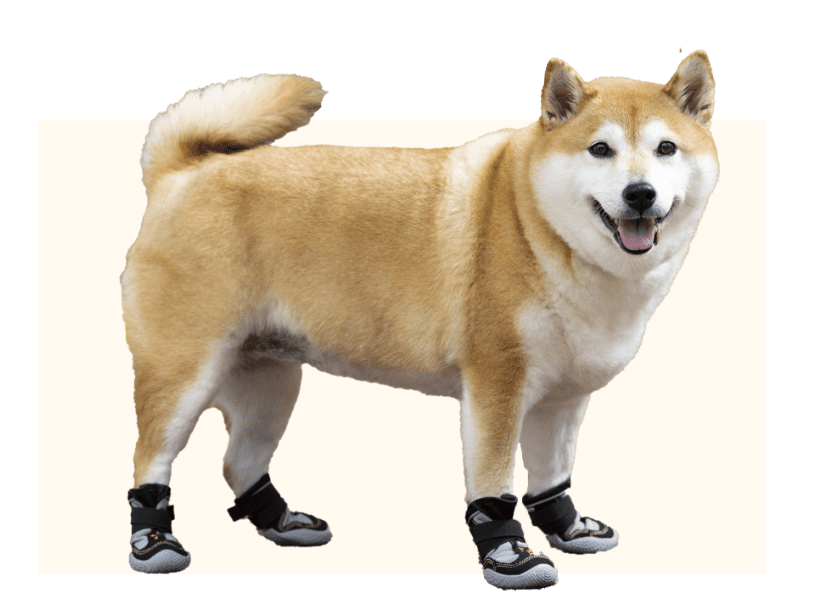 犬の靴を履いている犬の写真