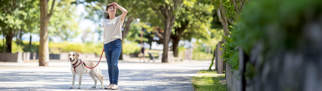 愛犬と一緒に木陰の道を散歩している女性