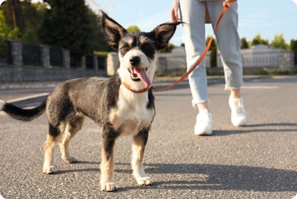 夏のアスファルトの上を歩く犬