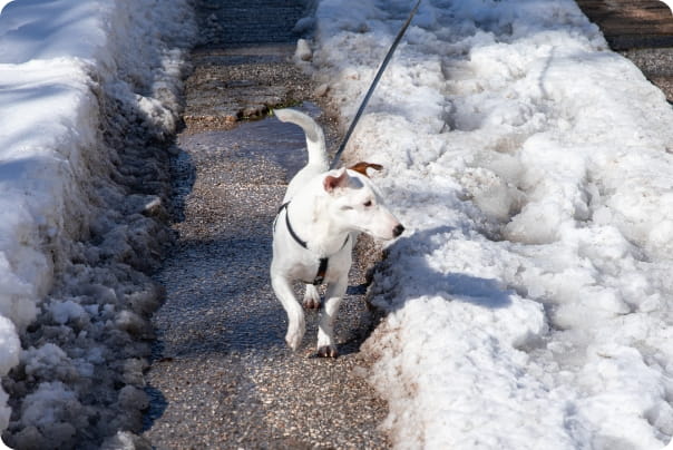 雪道を歩く白い犬