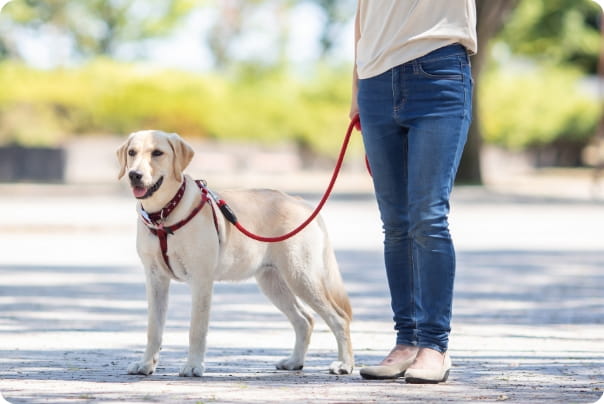 飼い主と散歩する白い犬