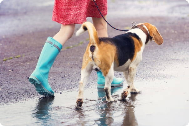 水たまりを歩く犬と飼い主