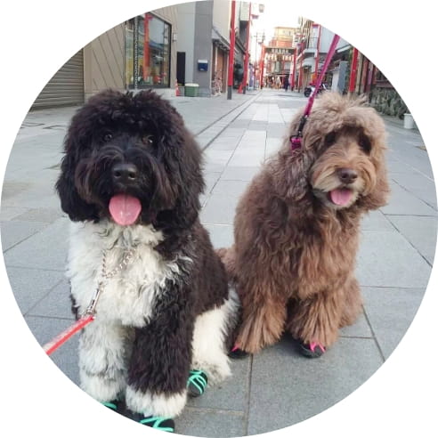 犬の靴を履いている2匹の犬の写真