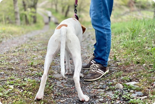 飼い主と林道を散歩する犬の後ろ姿