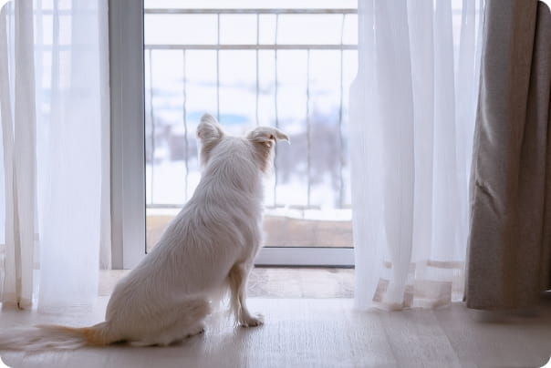 白い犬が窓の外を見ている様子