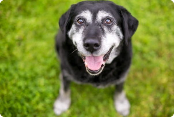 芝生の上で笑顔を向ける白髭交じりの黒いシニア犬