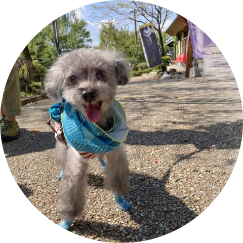 青い靴を履いて散歩する笑顔の小型犬