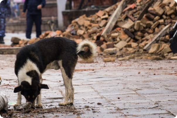 瓦礫が散乱する路上で地面の匂いを嗅ぐ黒白の犬