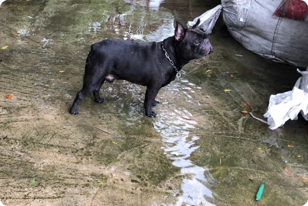 水たまりに立つ黒いフレンチブルドッグの横姿