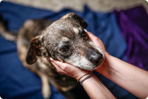 ブランケットの上で人に両手で顔を包まれる犬